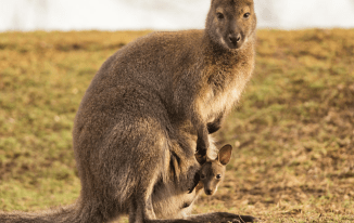 What is the Wildlife Like in Australia?