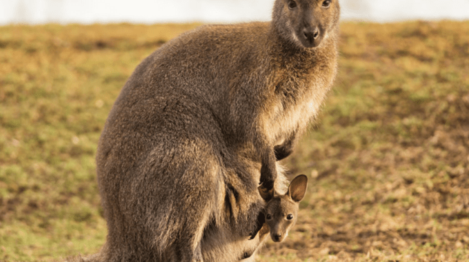 What is the Wildlife Like in Australia?